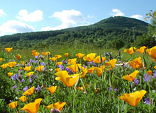 Blühende Wiese und Blick auf den Farrenberg